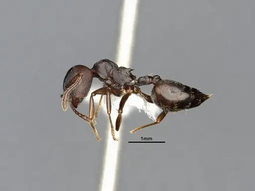 Crematogaster opaca specimen CASENT4031431 image casent4031431_4