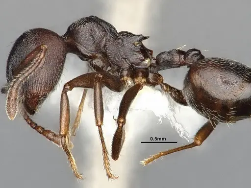Crematogaster opaca specimen CASENT4031431 image casent4031431_5