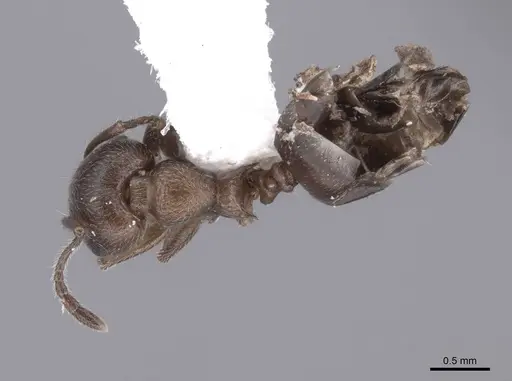 Crematogaster opaca specimen FMNHINS0000047251 image fmnhins0000047251_1