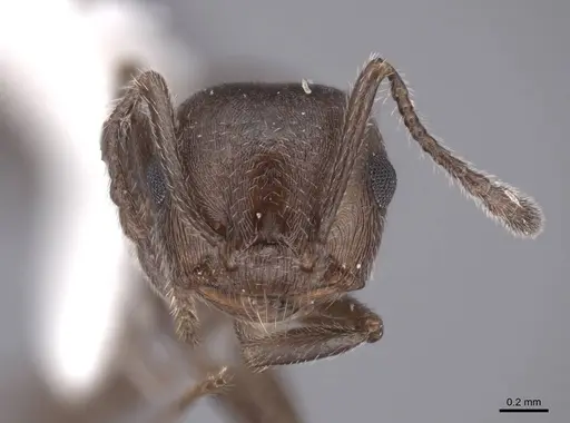 Crematogaster opaca specimen FMNHINS0000047251 image fmnhins0000047251_2