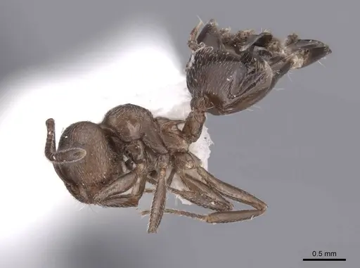 Crematogaster opaca specimen FMNHINS0000047251 image fmnhins0000047251_3