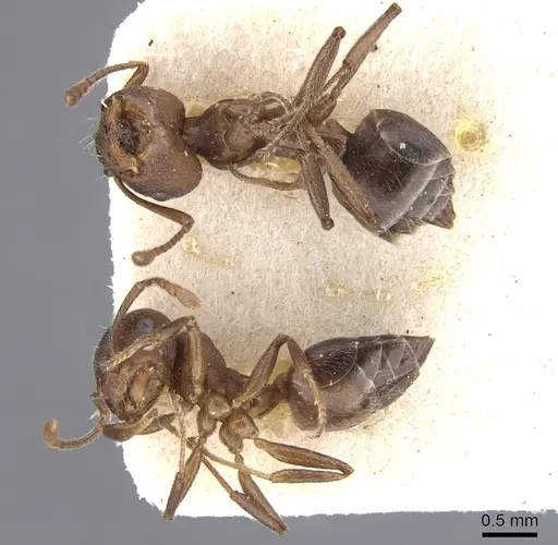 Crematogaster opaciceps specimen CASENT0902102 image casent0902102_1