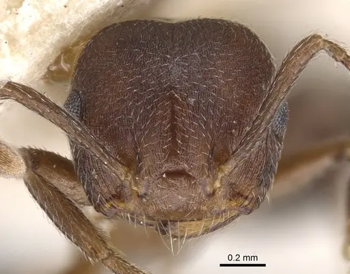 Crematogaster opaciceps specimen CASENT0902102 image casent0902102_2