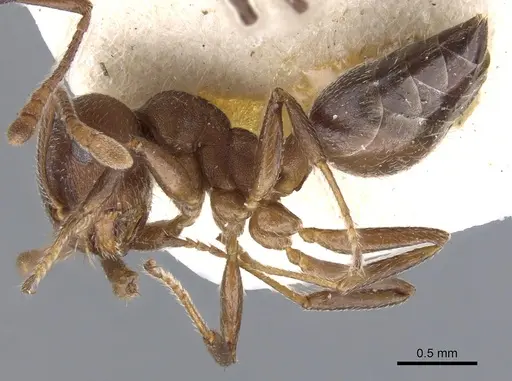 Crematogaster opaciceps specimen CASENT0902102 image casent0902102_3