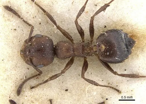 Crematogaster opaciceps specimen CASENT0902103 image casent0902103_1