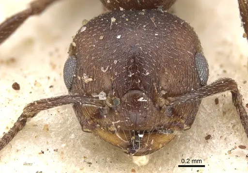 Crematogaster opaciceps specimen CASENT0902103 image casent0902103_2