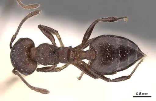 Crematogaster opaciceps specimen CASENT0908546 image casent0908546_1