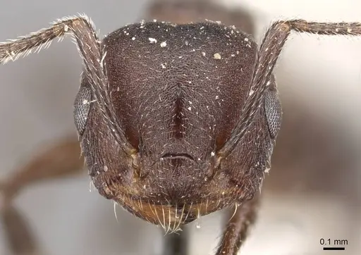 Crematogaster opaciceps specimen CASENT0908546 image casent0908546_2