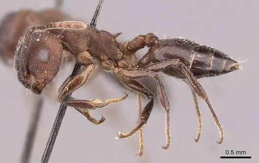 Crematogaster opaciceps specimen CASENT0908546 image casent0908546_3