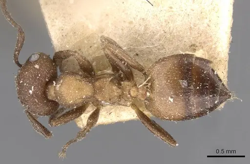 Crematogaster opaciceps specimen CASENT0908547 image casent0908547_1