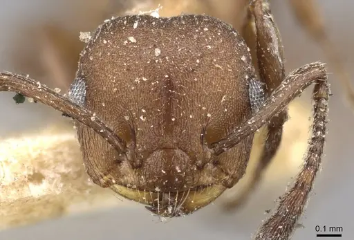 Crematogaster opaciceps specimen CASENT0908547 image casent0908547_2