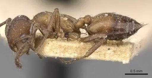 Crematogaster opaciceps specimen CASENT0908547 image casent0908547_3