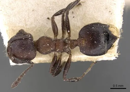 Crematogaster opaciceps specimen CASENT0908549 image casent0908549_1