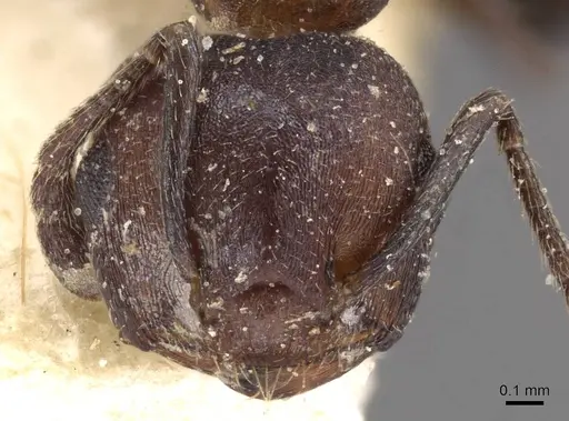Crematogaster opaciceps specimen CASENT0908549 image casent0908549_2