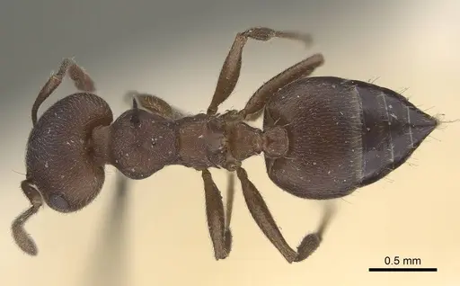 Crematogaster opaciceps specimen CASENT0919673 image casent0919673_1