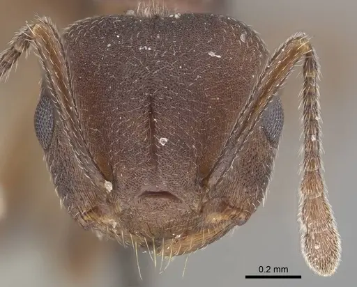 Crematogaster opaciceps specimen CASENT0919673 image casent0919673_2