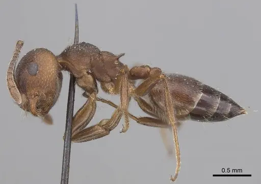 Crematogaster opaciceps specimen CASENT0919673 image casent0919673_3