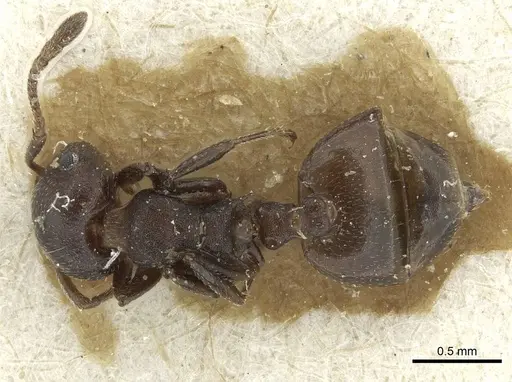 Crematogaster opaciceps specimen RMCAENT000017766 image rmcaent000017766_1