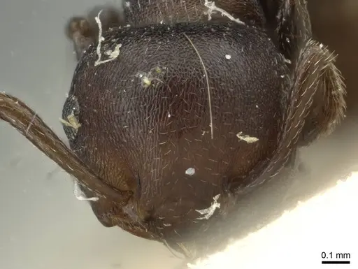 Crematogaster opaciceps specimen RMCAENT000017766 image rmcaent000017766_2