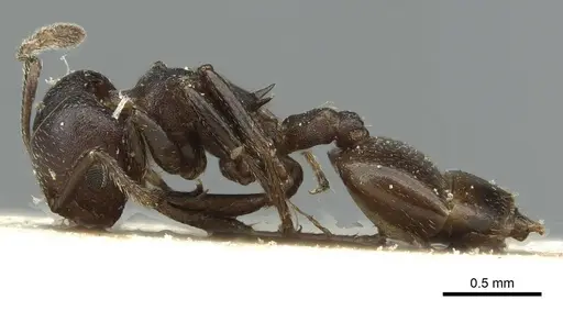 Crematogaster opaciceps specimen RMCAENT000017766 image rmcaent000017766_3
