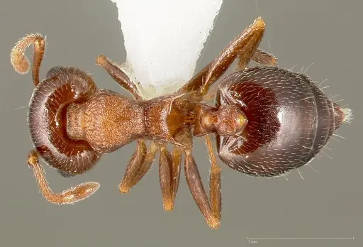 Crematogaster opuntiae specimen CASENT0005673 image casent0005673_1