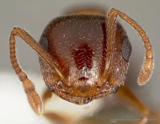 Crematogaster opuntiae specimen CASENT0005673 image casent0005673_2