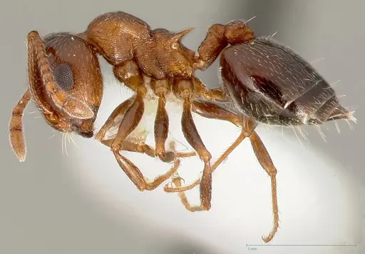 Crematogaster opuntiae specimen CASENT0005673 image casent0005673_3
