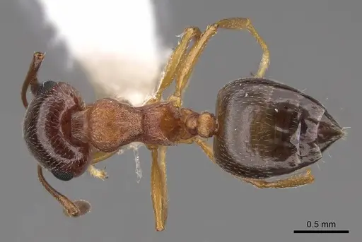 Crematogaster opuntiae specimen CASENT0922724 image casent0922724_1