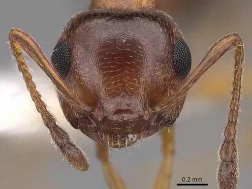 Crematogaster opuntiae specimen CASENT0922724 image casent0922724_2