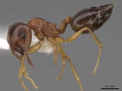 Crematogaster opuntiae specimen CASENT0922724 image casent0922724_3
