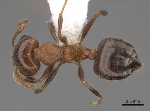 Crematogaster opuntiae specimen CASENT0922738 image casent0922738_1