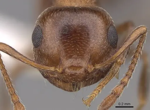 Crematogaster opuntiae specimen CASENT0922738 image casent0922738_2