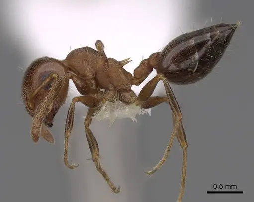 Crematogaster opuntiae specimen CASENT0922738 image casent0922738_3