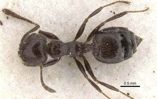 Crematogaster orobia specimen CASENT0902104 image casent0902104_1