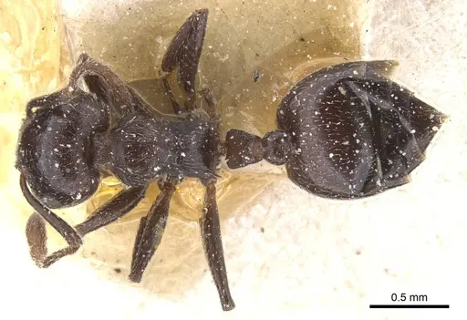 Crematogaster orobia specimen CASENT0912709 image casent0912709_1