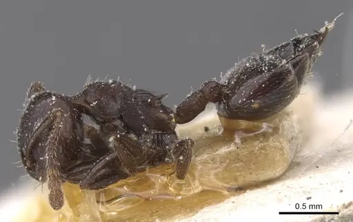 Crematogaster orobia specimen CASENT0912709 image casent0912709_3