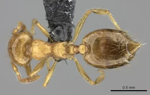 Crematogaster osakensis specimen CASENT0235225 image casent0235225_1