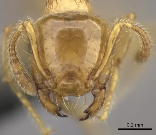 Crematogaster osakensis specimen CASENT0235225 image casent0235225_2