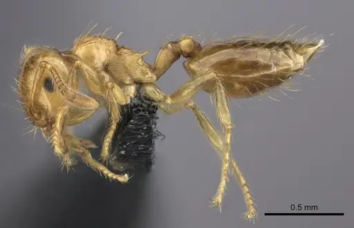 Crematogaster osakensis specimen CASENT0235225 image casent0235225_3