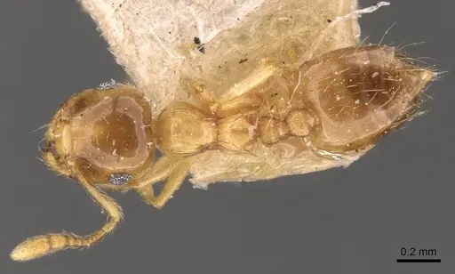 Crematogaster osakensis specimen CASENT0908356 image casent0908356_1