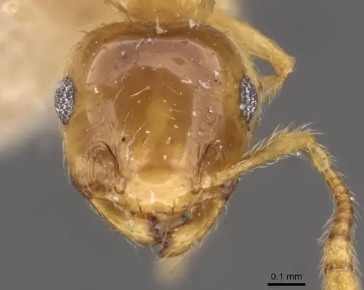 Crematogaster osakensis specimen CASENT0908356 image casent0908356_2