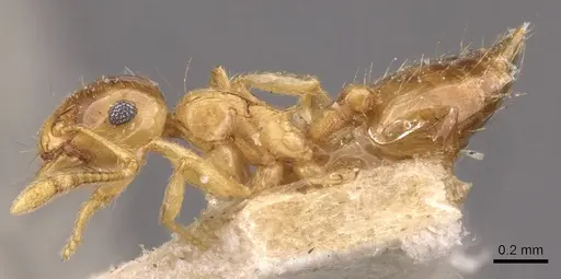Crematogaster osakensis specimen CASENT0908356 image casent0908356_3