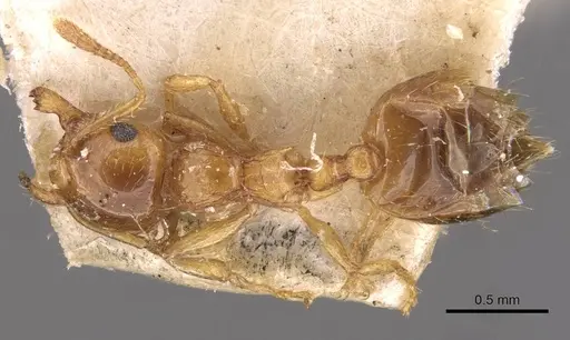 Crematogaster osakensis specimen CASENT0908357 image casent0908357_1