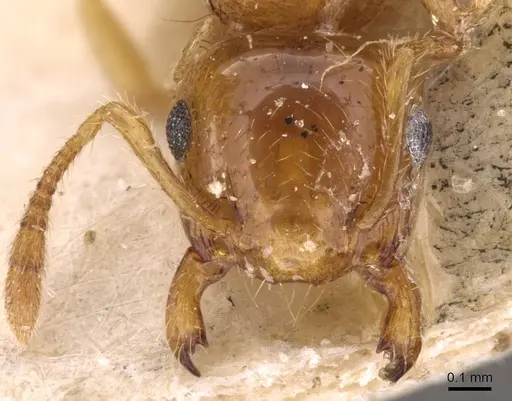 Crematogaster osakensis specimen CASENT0908357 image casent0908357_2