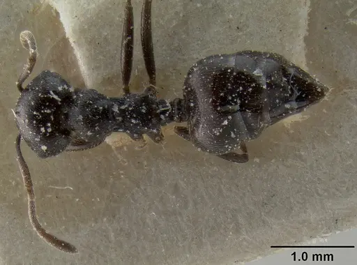 Crematogaster oscaris specimen CASENT0193628 image casent0193628_1