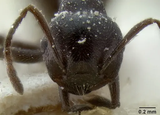 Crematogaster oscaris specimen CASENT0193628 image casent0193628_2