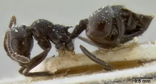 Crematogaster oscaris specimen CASENT0193628 image casent0193628_3