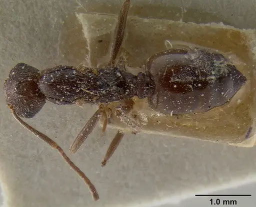 Crematogaster oscaris specimen CASENT0193637 image casent0193637_1