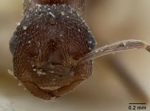 Crematogaster oscaris specimen CASENT0193637 image casent0193637_2
