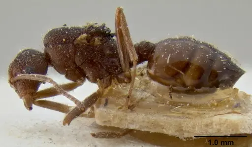 Crematogaster oscaris specimen CASENT0193637 image casent0193637_3